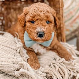 Lt. Dan - Red  male Goldendoodle puppy in Iola, Texas from Supreme Doodles of Texas
