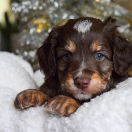 Australian Labradoodle Puppies from Australian Heritage Labradoodles