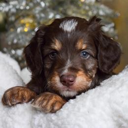 Australian Labradoodle Puppies from Australian Heritage Labradoodles