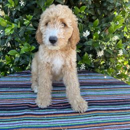 Goldendoodle Puppies from Cali Doodles