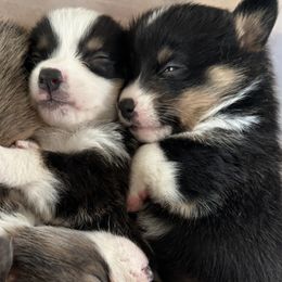 Pembroke Welsh Corgis from Lavendel Corgis