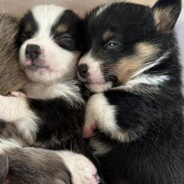 Pembroke Welsh Corgis from Lavendel Corgis