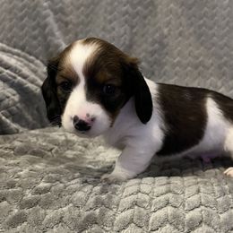 Dachshund Puppies from MD Dachshunds