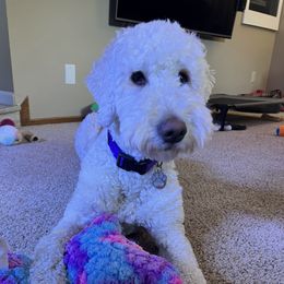 Freyja - Goldendoodle