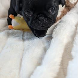 Madisons Boy - Black male Pug puppy in Vancouver, Washington from Swift Pugs