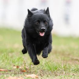 Uzi - Schipperke