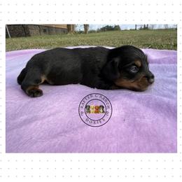 Black tan - Black and tan male Dachshund puppy in Carthage, Texas from Rafter C Ranch Doxies
