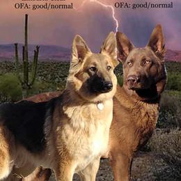 German Shepherd puppies from Freiheit Von Himmel  Shepherds