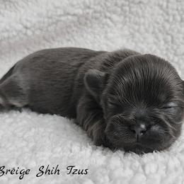 Shih Tzu Puppies from Beirin Breige Shih Tzus
