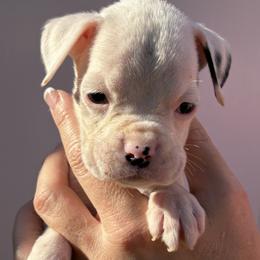 Casper - White male Boxer puppy in Ocala, Florida from Bowers Boxers