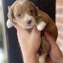 Goldendoodles from Pupoodles