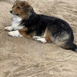 American Corgis and Miniature American Shepherds from Puppies by Alies