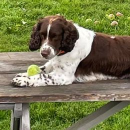 English Springer Spaniels from Wednesday’s Dogs