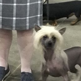 Chinese Crested and Shih Tzu All Grown Up from OH SO