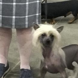 Chinese Crested and Shih Tzu All Grown Up from OH SO