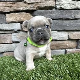 Boy 3 - Blue fawn male French Bulldog puppy in Jacksonville, Florida from Jacksonville Frenchies
