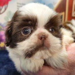 SYMMAN - Liver and white male Shih Tzu puppy in Candler, North Carolina from Pup-Tzu WNC