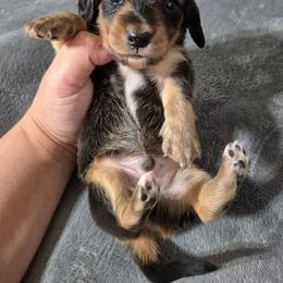 Moe - Black and tan male Dachshund puppy in Aiken, South Carolina from Paragon Puppies