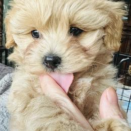 Kai - Cream male Maltipoo puppy in Vancouver, Washington from Janina Sivers