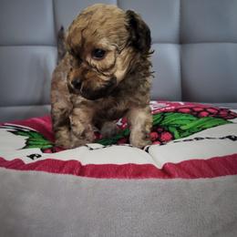 Poodle Puppies from Fabi Poodle