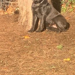 Cane Corso Puppies from Ironhide Cane Corso Italiano Kennels