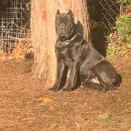 Cane Corso Puppies from Ironhide Cane Corso Italiano Kennels