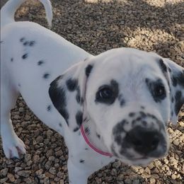 LUA Pink Saphire - White and black female Dalmatian puppy in Phoenix, Arizona from Samba Flavors