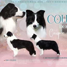 Border Collie puppies from Couture Border Collies