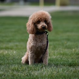 Rusty - Poodle