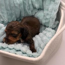 Relish (Blue collar) - Cream male Dachshund puppy in Mountain Home, Arkansas from Furry Friends Kennel