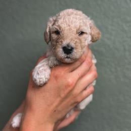 Lily - Cream female Poodle puppy in Midwest City, Oklahoma from Strawberry Hill Puppy Patch