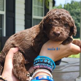 Boy 1 - male Newfypoo puppy in Shelby, Alabama from New Life Family Farm