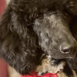 Goldendoodles and Poodles from Fairytail Doodles and poodles