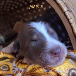 MAPLE - Red tri-color female Australian Shepherd puppy in Salem, Arkansas from Patchwork Kennels