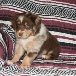 Australian Shepherd Puppies from M3 Sassafrass Ranch