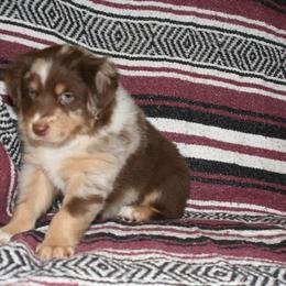Australian Shepherd Puppies from M3 Sassafrass Ranch