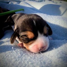 Alpine - Black tan and white male Beagle puppy in Colville, Washington from Rosehaven Homestead
