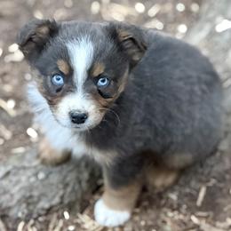 Sugarplum - Blue merle female Miniature Australian Shepherd puppy in Patterson, North Carolina from DreamLine Aussies