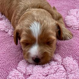 Purple Collar AKC female - Wheaten female Miniature Schnauzer puppy in Calhoun, Georgia from The BrickHouse Miniature Schnauzers