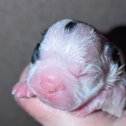 Boy 5 - Black brindle and white male Boston Terrier puppy in Kingsport, Tennessee from Sleepwalker Bostons