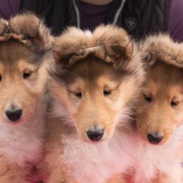 Collies from Covenant Collies