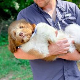 Hank - Merle male Bernedoodle puppy in North Carolina from NC Doodle Puppies