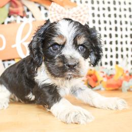 Millie - Black white and tan female Cocker Spaniel puppy in Rattan, Oklahoma from Double M Cocker Spaniels