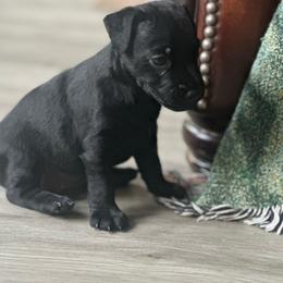 Girl puppy - female Patterdale Terrier puppy in Loomis, California from Oakleaf Ranch