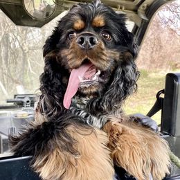 Australian Cattle Dogs and Cocker Spaniels from Back Road Dog Company, LLC
