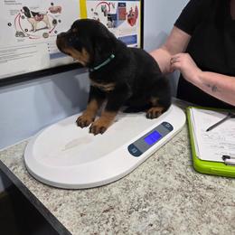 Female 5 - Black and mahogany female Rottweiler puppy in Humble, Texas from Inexorable Haus Early Rotts