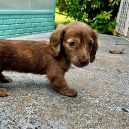 AKC Chocolate Based Cream Brindle - Brindle female Dachshund puppy in Lehigh Acres, Florida from Ruby Rose Dachshund Dynasty