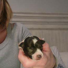 DONNER - Black and white male Chihuahua puppy in Fort Myers, Florida from Legends Frenchton's, French Bulldogs ,Boston Terriers, Reindeer chihuahuas & French Bullhuahua's