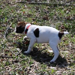 German Shorthaired Pointer Puppies from Erin Eustice