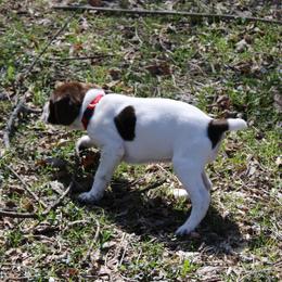 German Shorthaired Pointer Puppies from Erin Eustice
